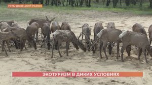 Фотоохота на оленей: где в Ростовской области наблюдать за дикими животными