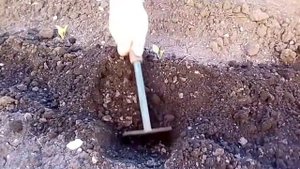 Как посадить АСТРУ в открытый грунт