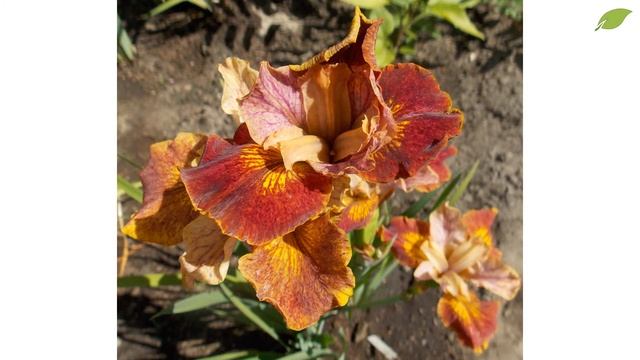 Лекция: сибирские ирисы - тренд 2017 года смотреть онлайн