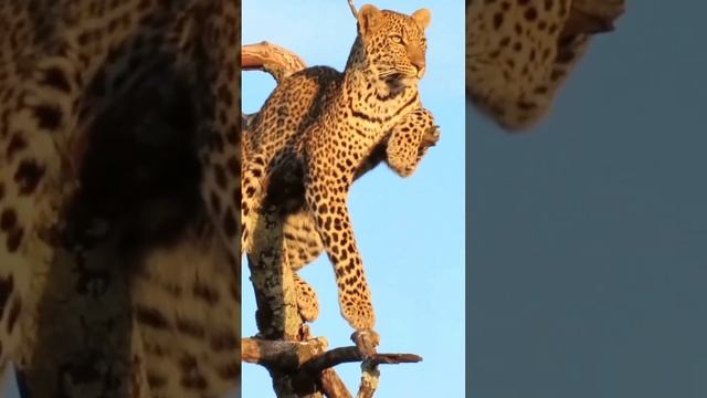 ...высоко сижу, далеко гляжу...?/?) смотреть онлайн