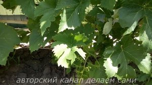 Виноград 2017.Влияние погоды на опыление винограда.Запоздалое время цветения винограда.