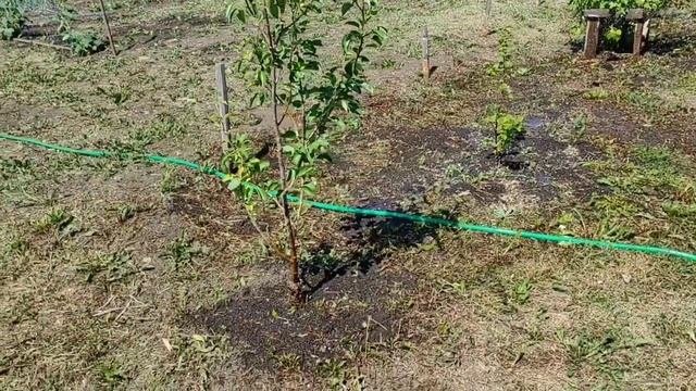 АВТОПОЛИВ СВОИМИ РУКАМИ. РАСТЕНИЯ. КАК ДЫШАТ РАСТЕНИЯ ПОТОМ ПОСЛЕ ПОЛИВА. ГАЗОН. УХОД ЗА ГАЗОНОМ.