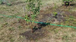 АВТОПОЛИВ СВОИМИ РУКАМИ. РАСТЕНИЯ. КАК ДЫШАТ РАСТЕНИЯ ПОТОМ ПОСЛЕ ПОЛИВА. ГАЗОН. УХОД ЗА ГАЗОНОМ.