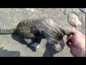 Котенок из пустыни Каракум