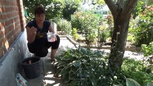 Хосты в саду Чем я подкармливаю свои хосты для крупного и яркого листа