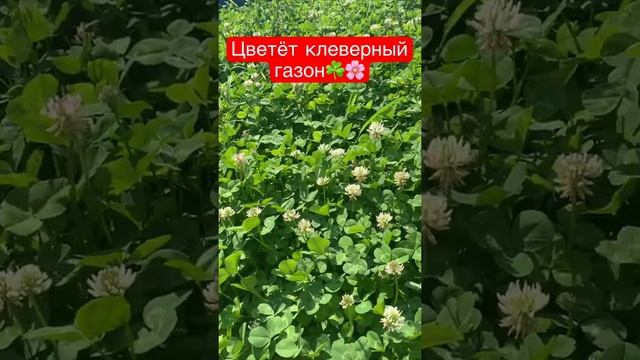 Цветёт клеверный газон ☘️ Сорняки на газоне?