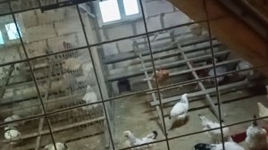 Что сделать, чтобы куры неслись зимой.