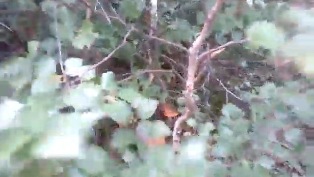 Грибной беспредел смотреть онлайн