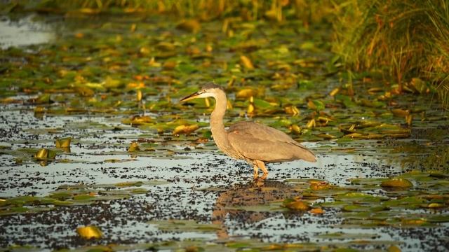 Спокойная музыка для Нервной Системы ?| Восстановление Нервов, Борьба с Депрессией #18 смотреть онлайн