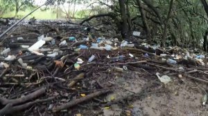 Now The MANGROVES Are All DEAD You Can See EVERYTHING.