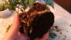 Даваллия хумата. Детка выращенная из корешка.Пересадка?