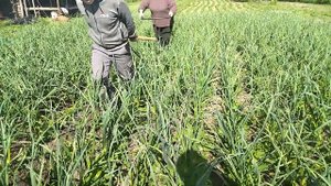 Чем заменить химпрополку грядок или зачем окучивать чеснок