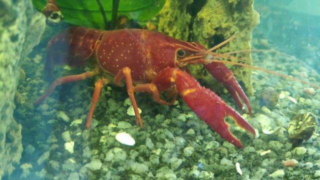 Раки едят овсянку? Они её просто обожаю. смотреть онлайн