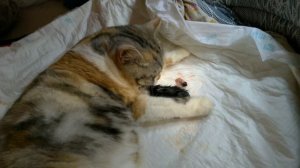 Шотландская кошка рожает котят
