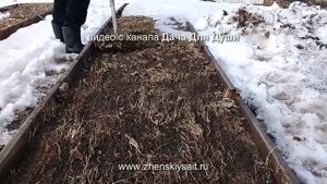 Почему не растет УКРОП? Ранний посев под снег