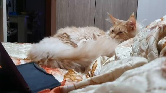 Реакция Беляша на голос бывшей Хозяйки ?извините я не выдержала ?? смотреть онлайн