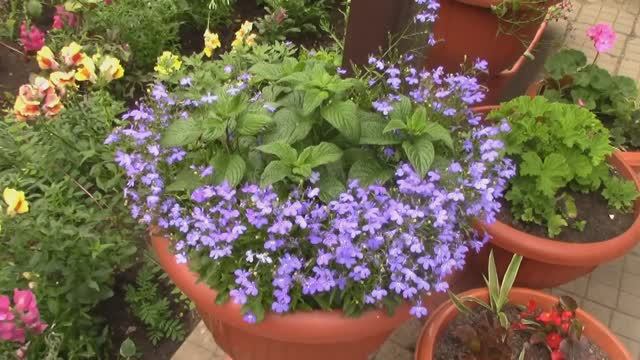 Лобелия.От посева до цветения.mp4 смотреть онлайн