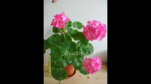 Pelargonium  Multibloom Orchid