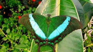 Парусник Палинур (Papilio palinurus). Малайзия, Филиппины.