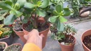 AÇIKLIYORUM İŞİN SIRRI NEDİR ? DEV KAFA SUKULENTLERİM #vlog #succulents #garden #echeveria #aeonium