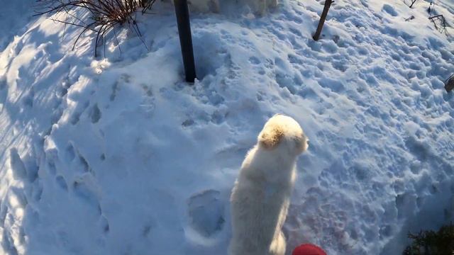 У ЩЕНКОВ АЛАБАЯ ЧЕШУТСЯ ЗУБКИ? Огород в помощь! смотреть онлайн