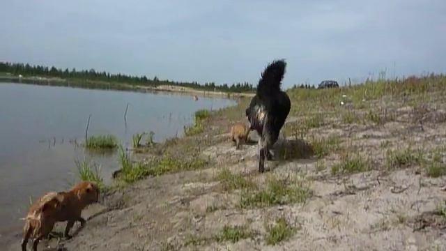 Гриффоны п-ка  ЗАМОК ГРИФФ