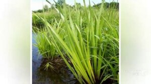 Корень аира болотного