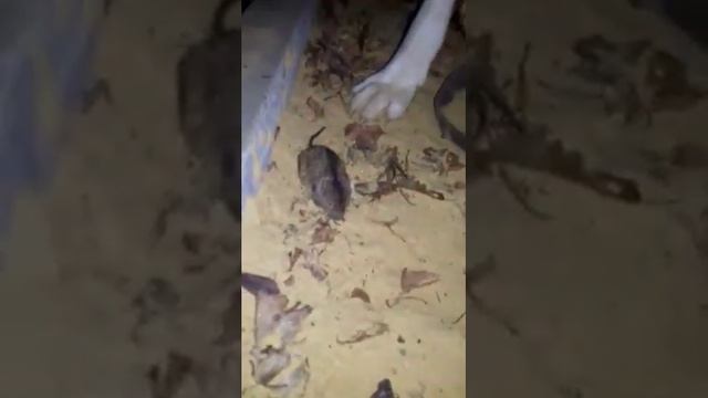 К Сашке пожаловал в гости символ 2020 года и она решила с ним  поиграть.