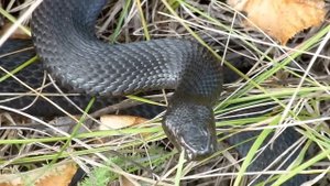 Гадюка Никольского 8 августа 2013