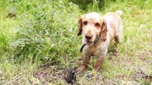 собака бегает за палкой, играет и копает