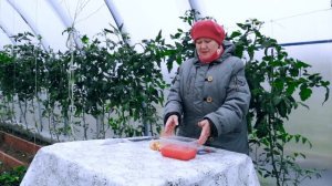 Лучшие сорта лука севка. Посадка лука под зиму.