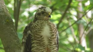 Слёток ястреба-перепелятника  ( Accipiter nisus )