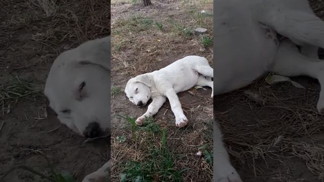 Алабай, полукровка.. смотреть онлайн