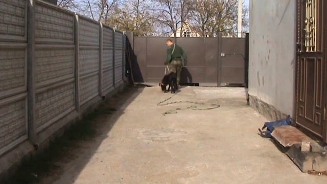 Первое занятие по ОКД с Кане Корсо по кличке Блек. смотреть онлайн