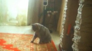 Кот автомат!