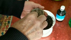 Перекись водорода для проращивания семян перца сладкого.