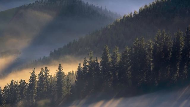 Delectatio. I Wish смотреть онлайн