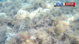 Подводный мир косы Беляус