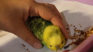 Приступ у попугая, судороги