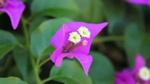 Цветочки... 2011