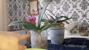 Как развивалась орхидея в чистом серамисе.Итоги?