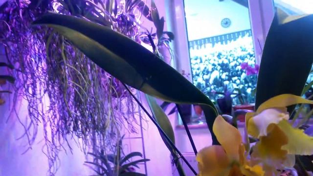 Цветение КАТТЛЕИ 😊 Bli Maiwort "orchidglade " смотреть онлайн