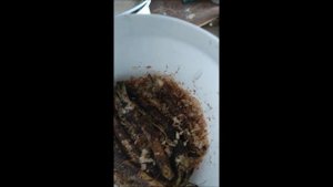 Как сохранить корень хрена на зиму