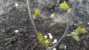 Как правильно провести обломку винограда я не знаю, у меня получилось так.Виноградник Своими руками