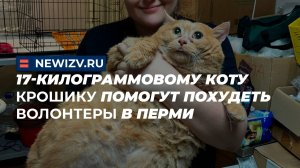 17-килограммовому коту Крошику помогут похудеть волонтеры в Перми