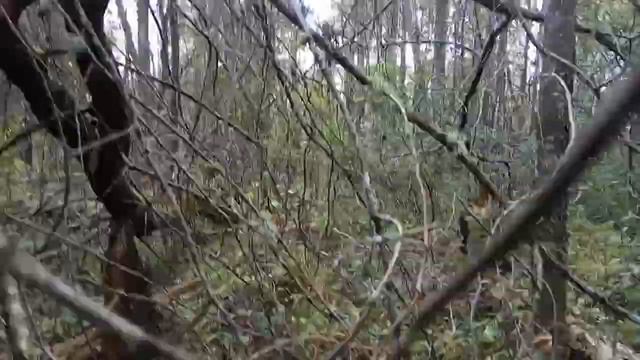 VID 20201007 153041 Вторую ночь вот не сплю... Павел Васильев Лахтинский смотреть онлайн