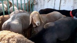 выставка овец. Арашан. Талас.