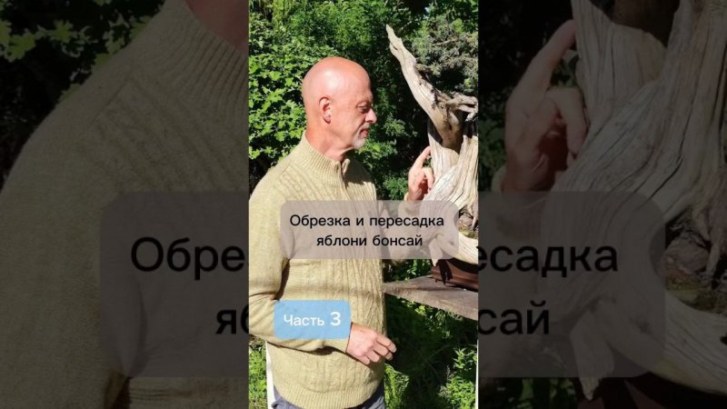 Обрезка и пересадка яблони бонсай. Часть 3.