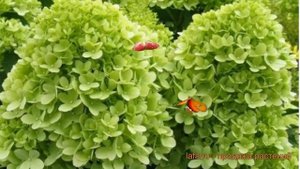 Гортензия метельчатая Мохито (mojito) ? обзор: как сажать, саженцы гортензии Мохито