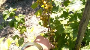 Зеленоплодная смородина.  Что это и с чем её едят?